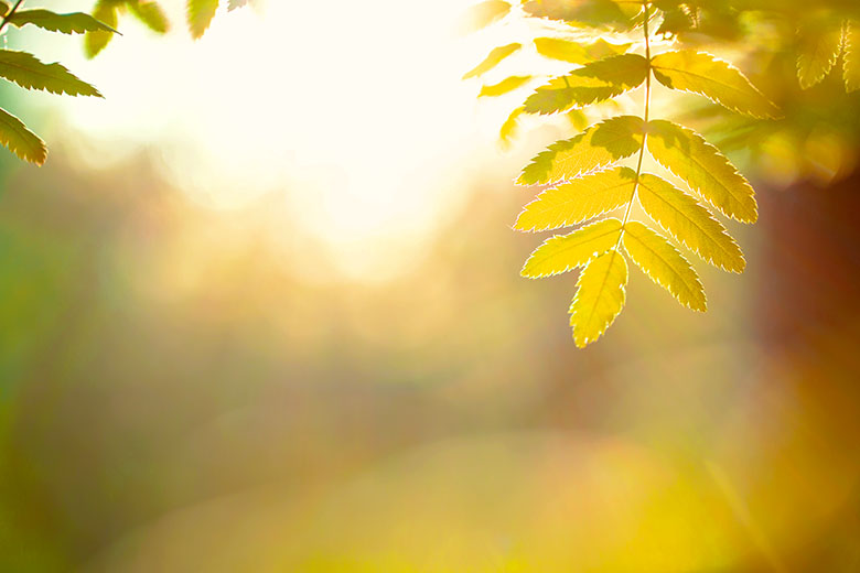 green leaves nature background