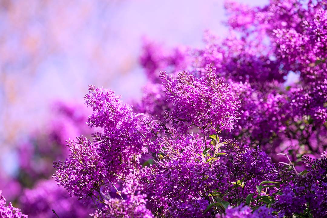 Sample of good violet colors